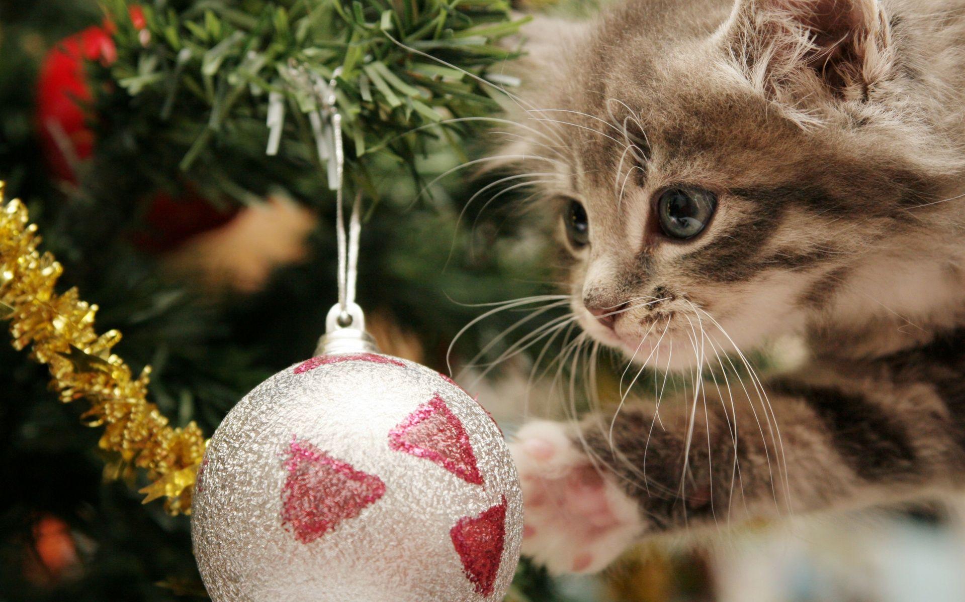 1919x1199 Winter Holiday Wallpaper for Your Desktop