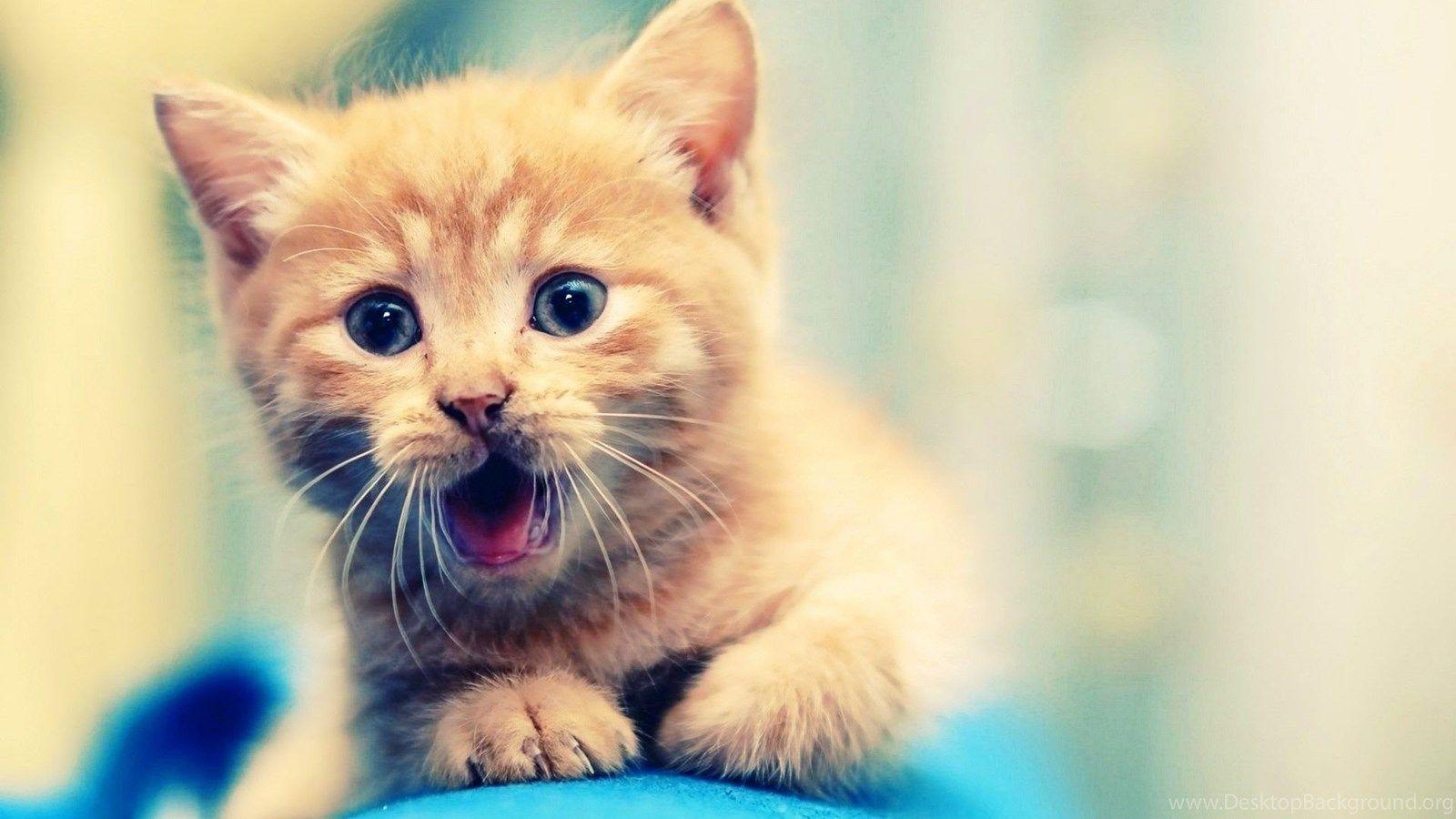 1600x900 Cute Kitty Wallpaper Kitten Wallpaper HD Wallpaper & Background Download