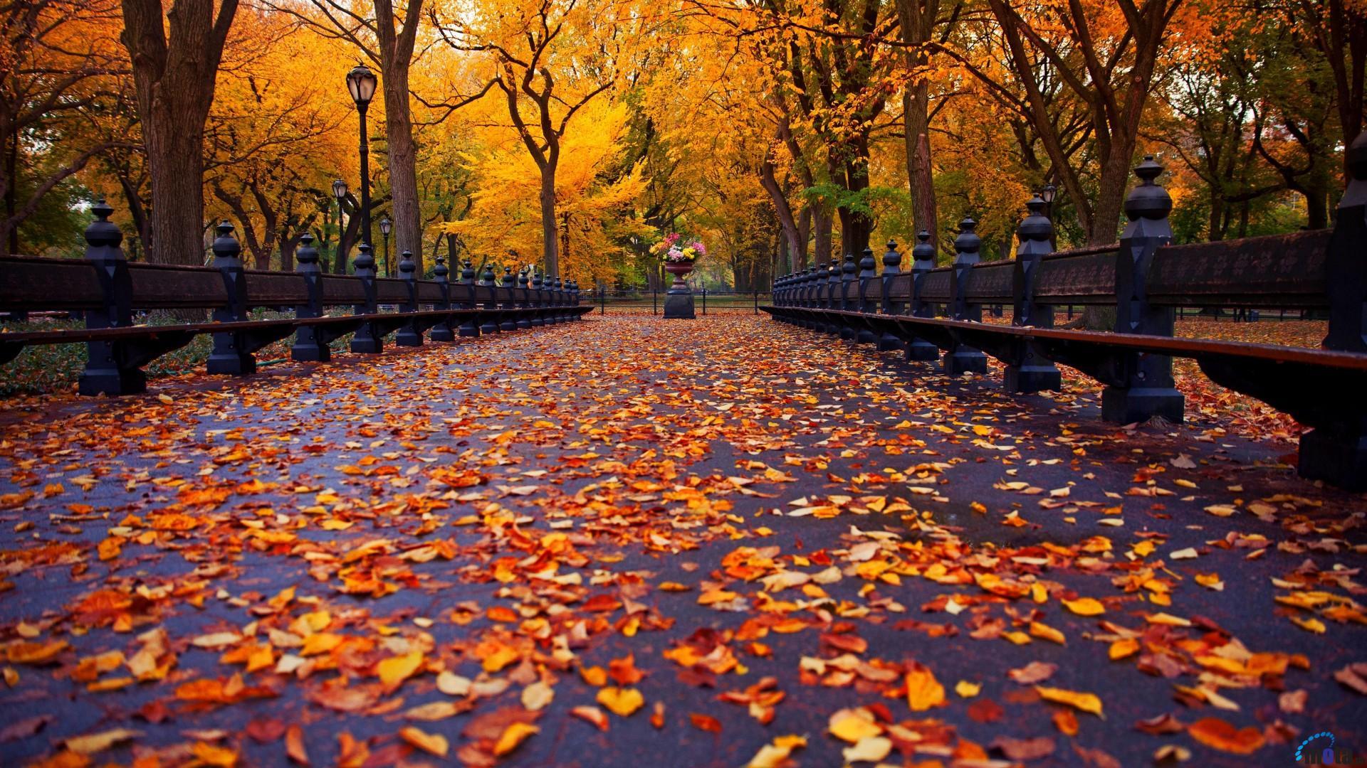 1920x1080 England Autumn Background. Six Flags New England Wallpaper, England Country Wallpaper and London England Wallpaper