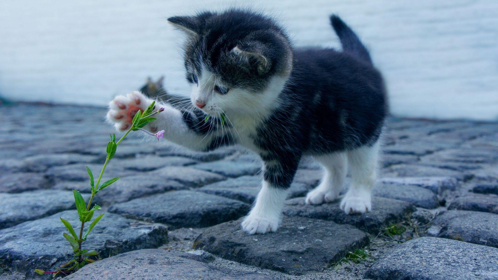1920x1080 Kitten 4K Wallpaper, Adorable, Kitty, Pet, 5K, Animals