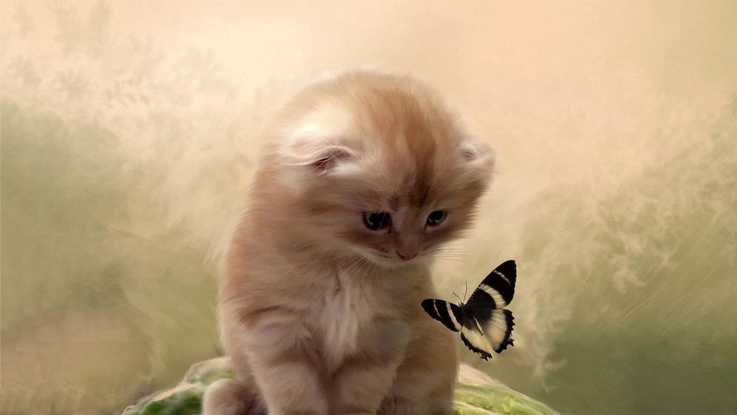 2560x1440 Butterflies Flutter Kitten Wallpaper Hd, HD Desktop And Butterfly Image HD