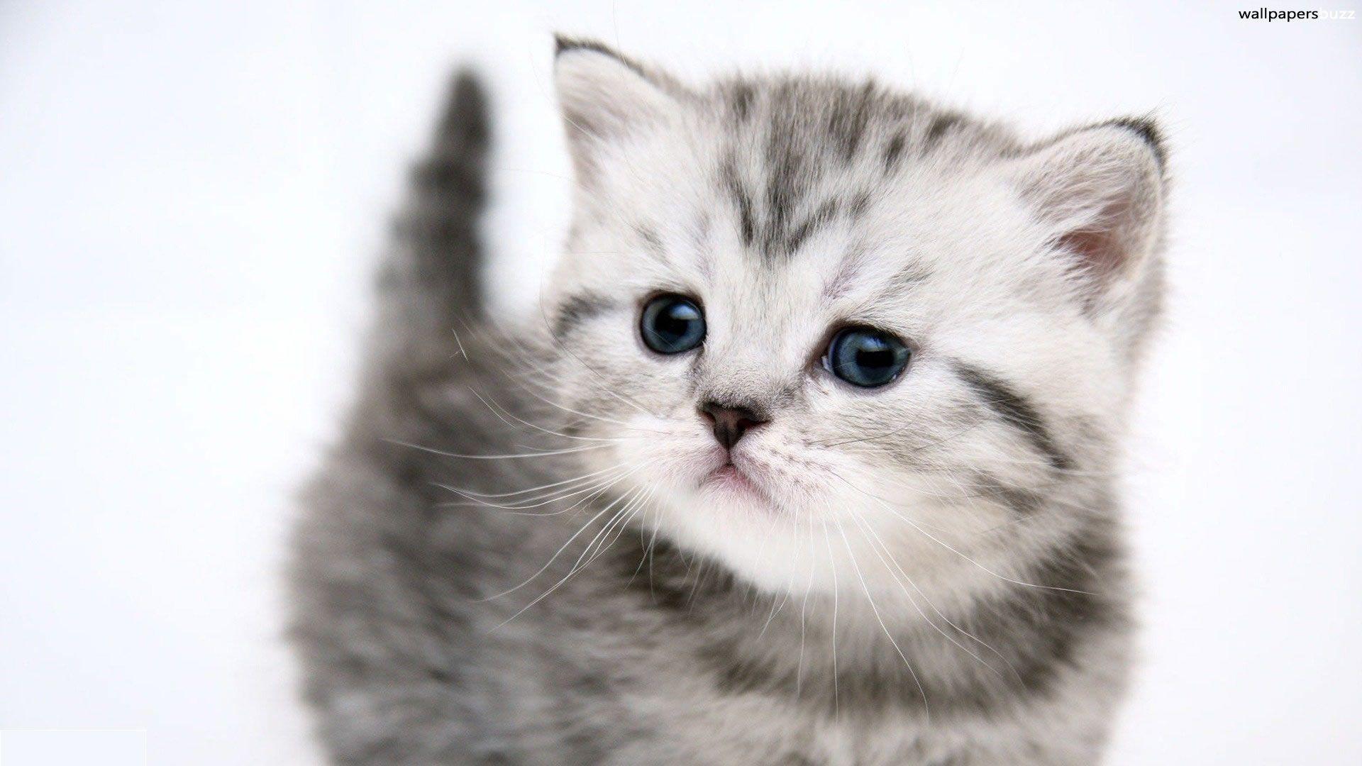 1920x1080 Download wallpaper:, little gray kitten, download photo, wallpaper for desktop, kitten wallpaper