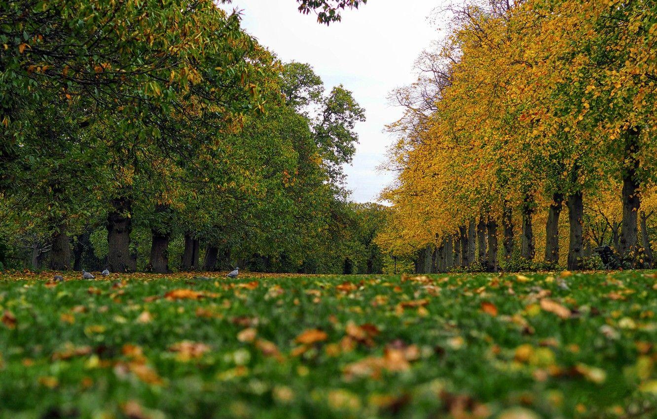 1332x850 Wallpaper autumn, grass, birds, England, London, pigeons, alley, London, England, Greenwich Park, Greenwich Park, Park. trees image for desktop, section пейзажи