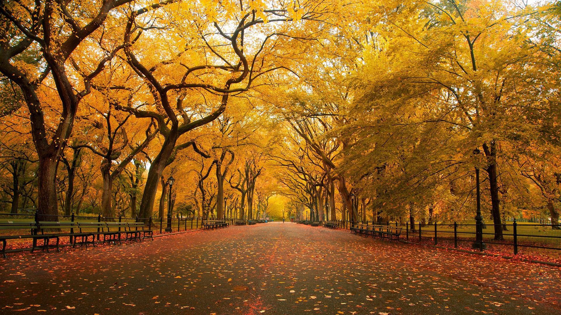 1920x1080 Autumn Wallpaper