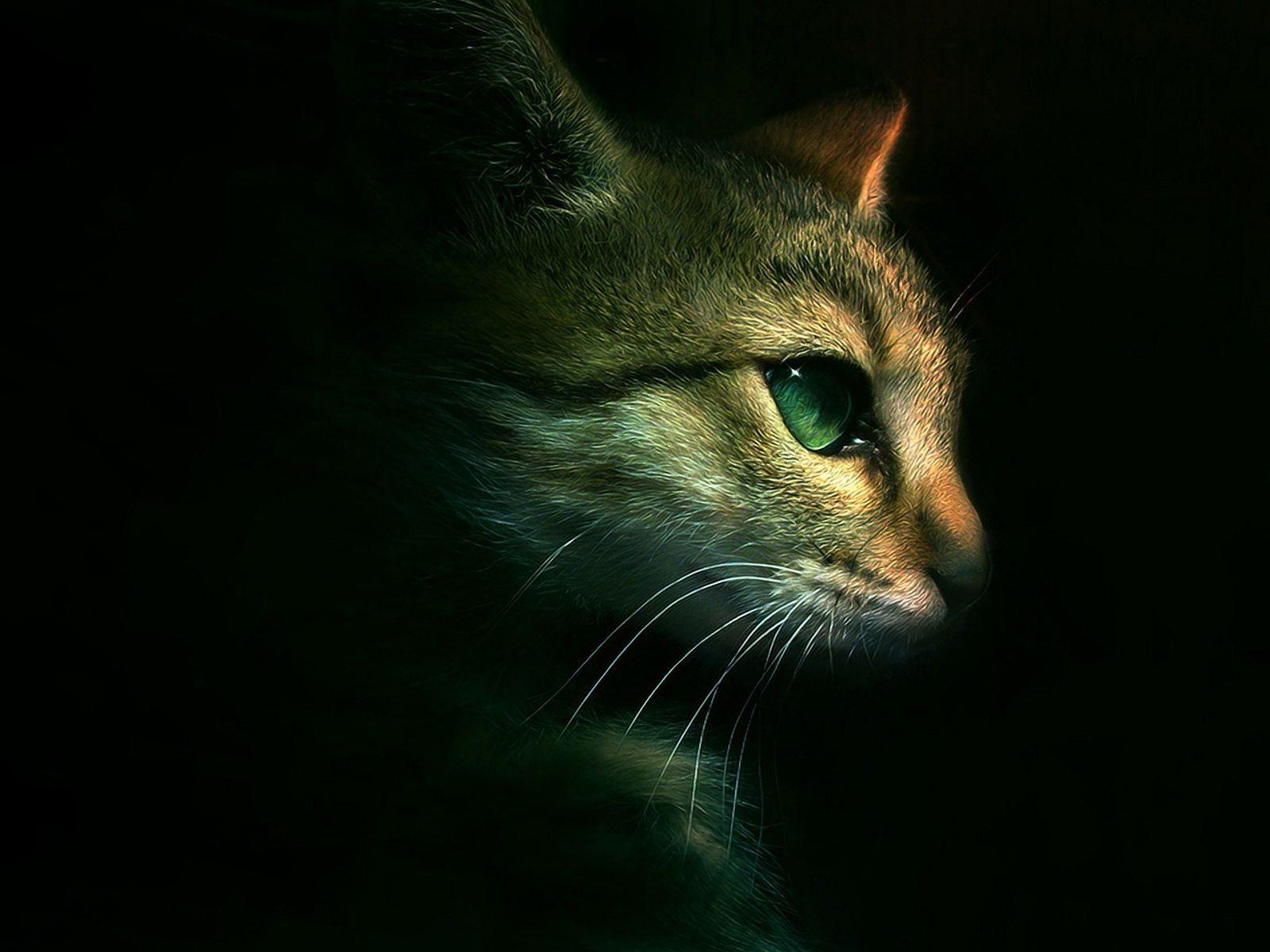 1600x1200 Download Free Warrior Cats Background