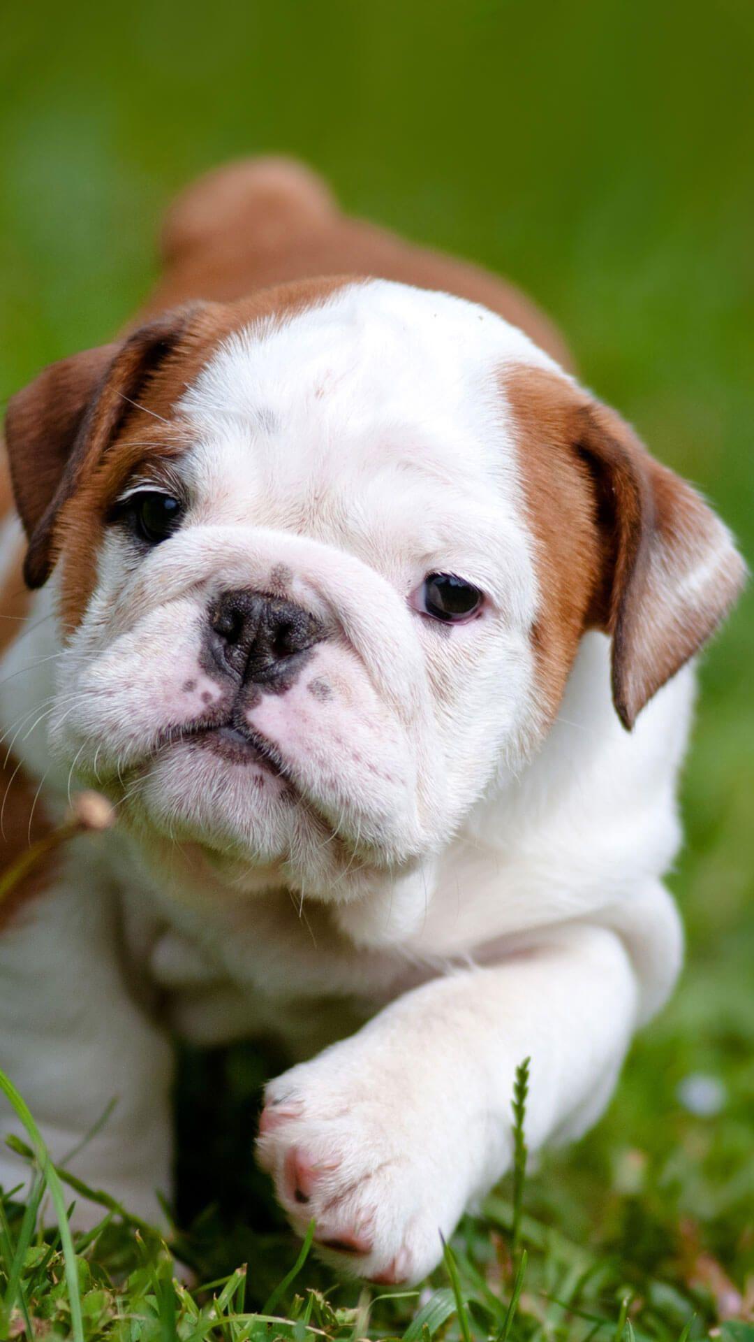 1080x1920 Bulldogs Wallpaper FREE Picture