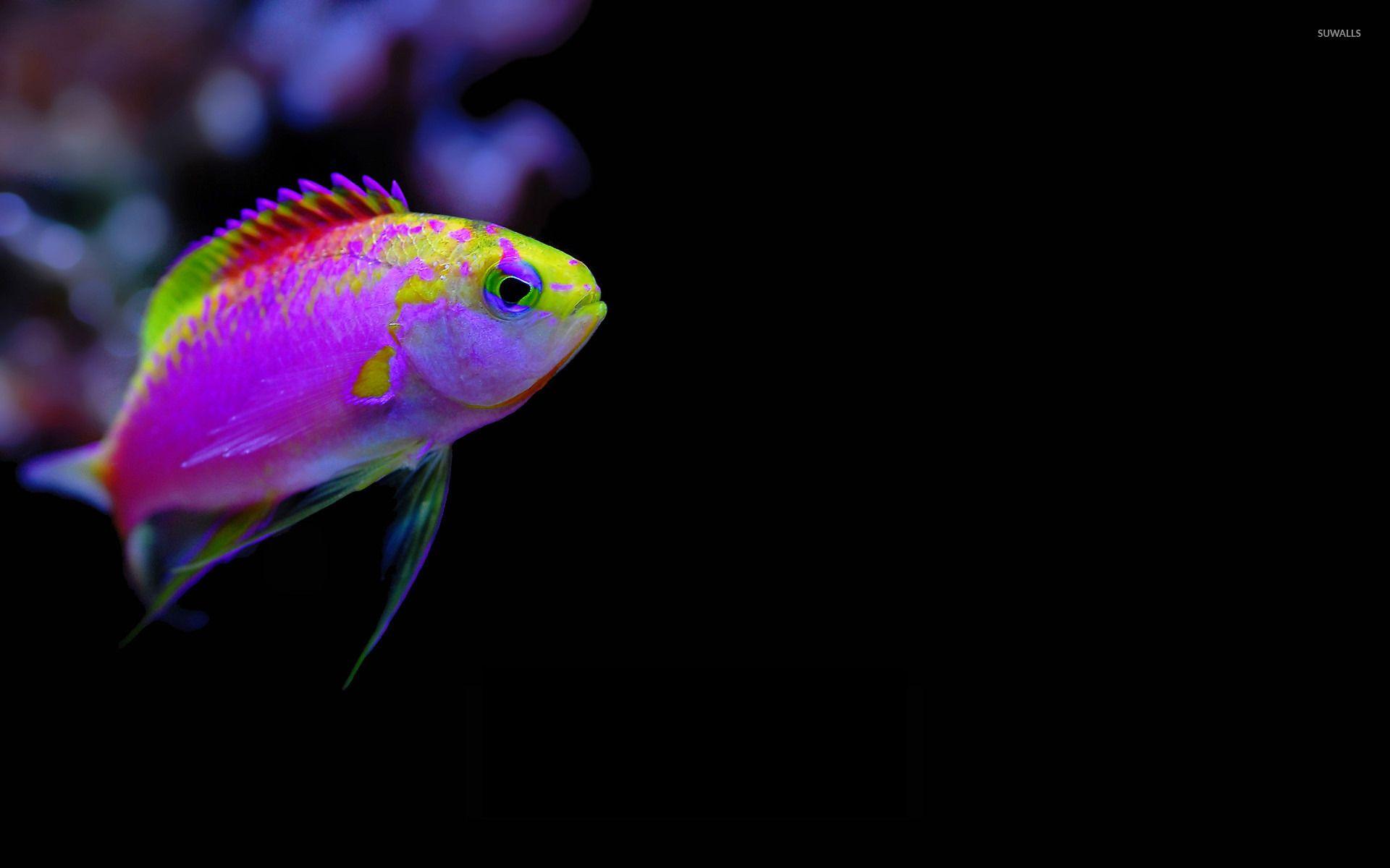 1920x1200 Colorful tropical fish wallpaper wallpaper