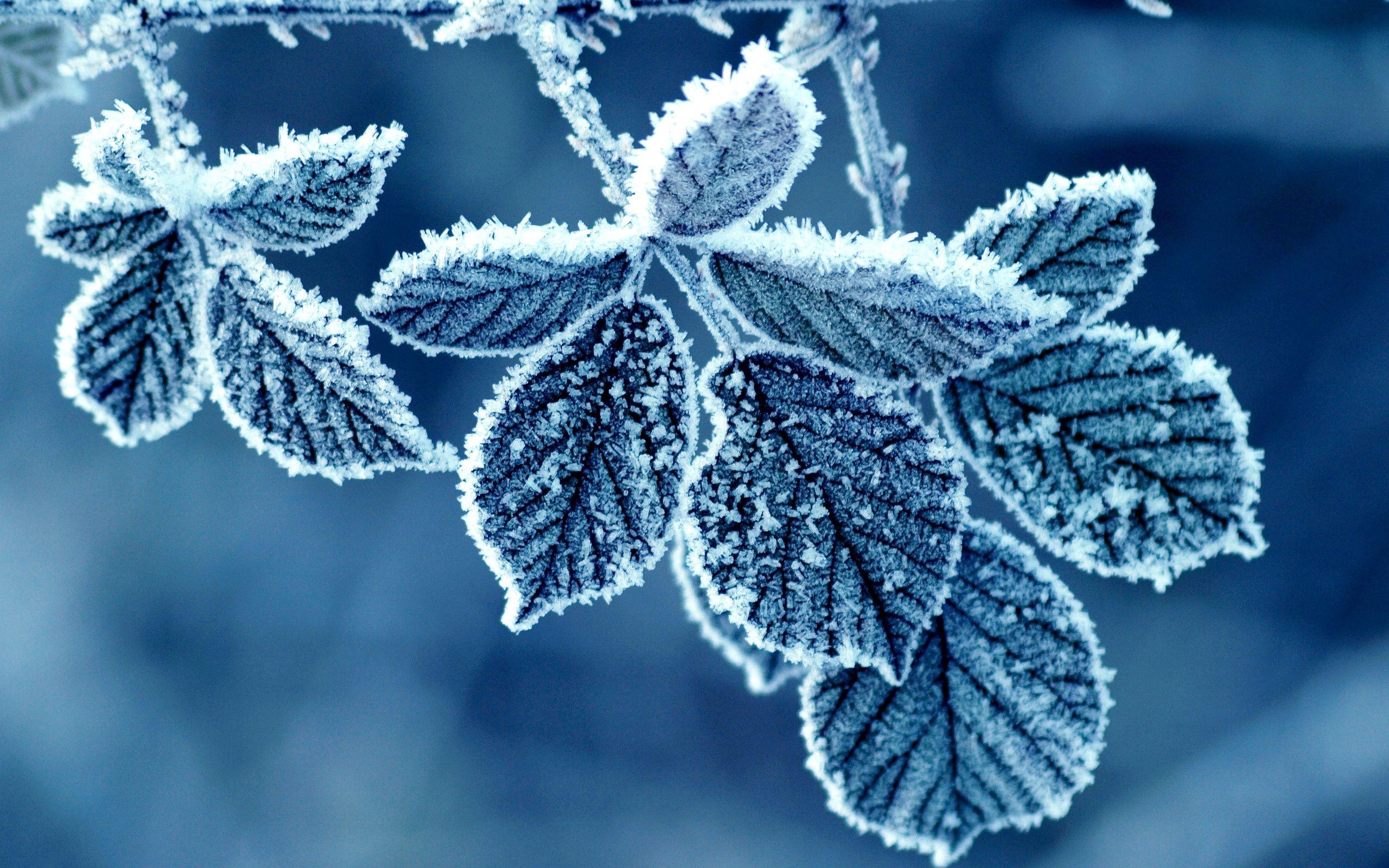 2560x1600 Cold Winter Morning Frost Leaves Wallpaper