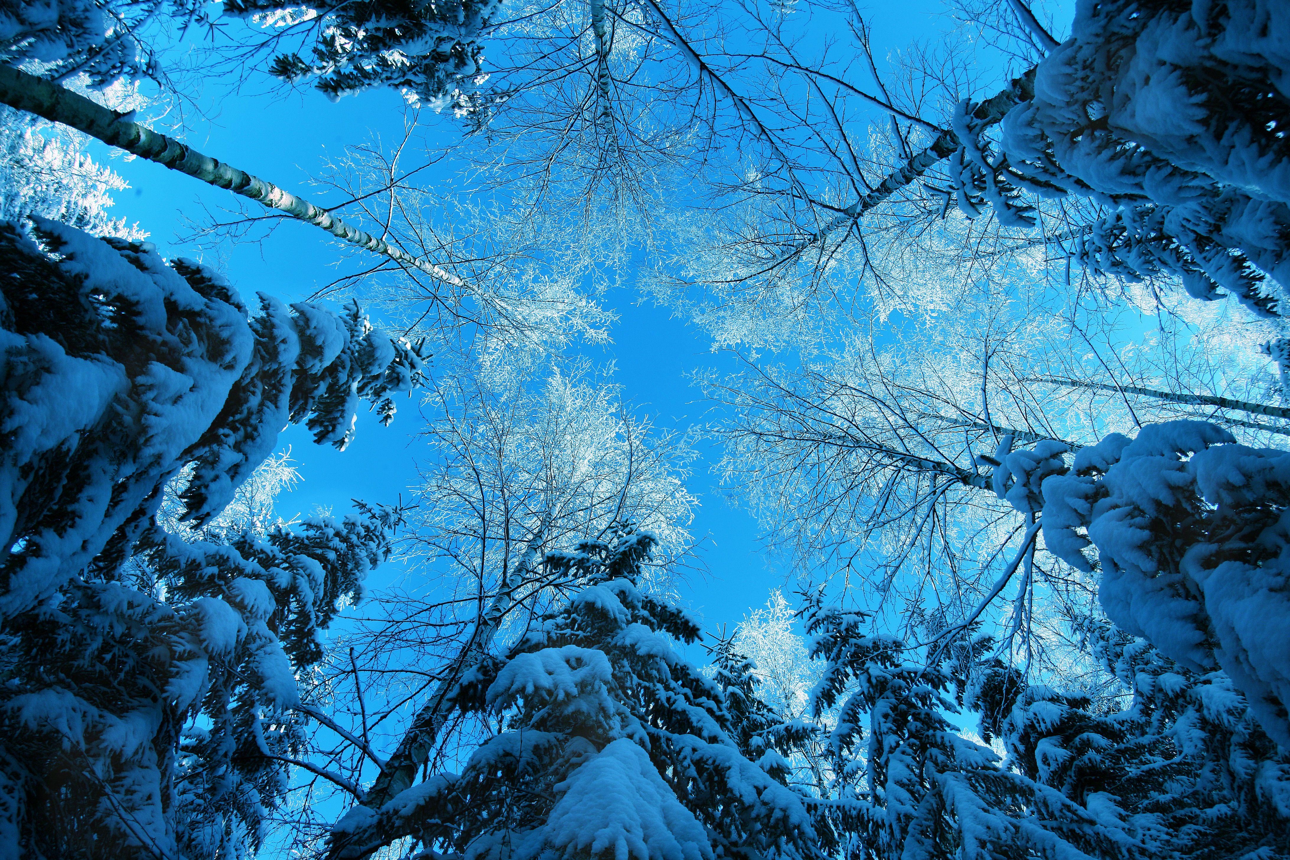 4368x2912 blue, nature, winter, snow, trees, forests, cold wallpaper