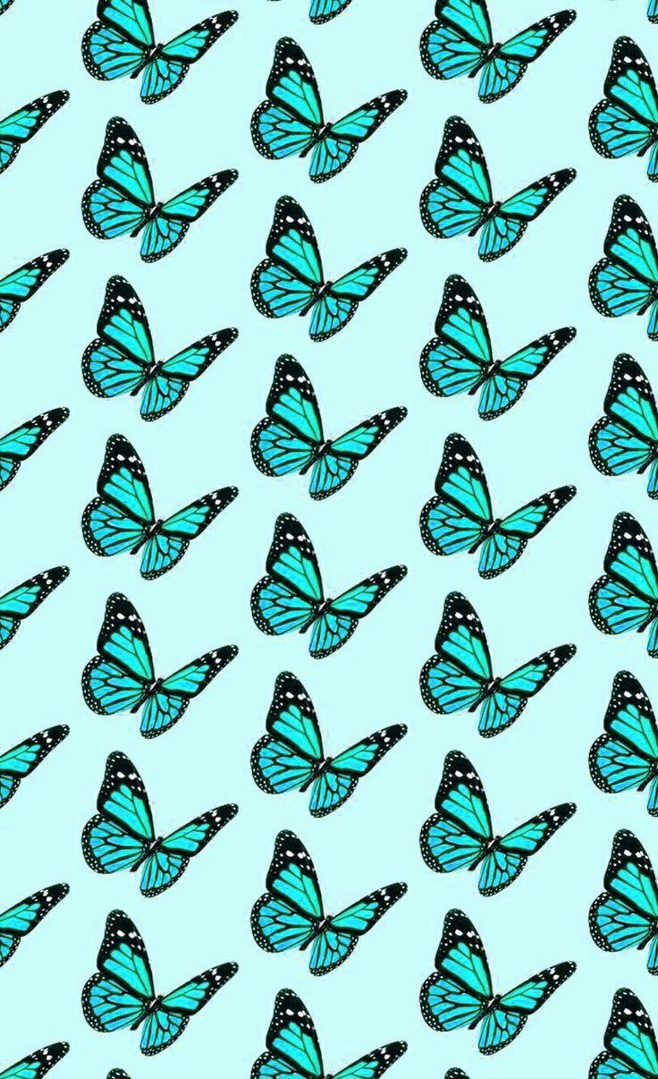 Teal Butterfly Wallpapers - Top Free Teal Butterfly Backgrounds