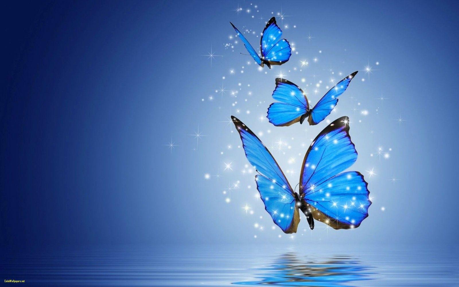 Teal Butterfly Wallpapers Top Free Teal Butterfly Backgrounds Wallpaperaccess 2613