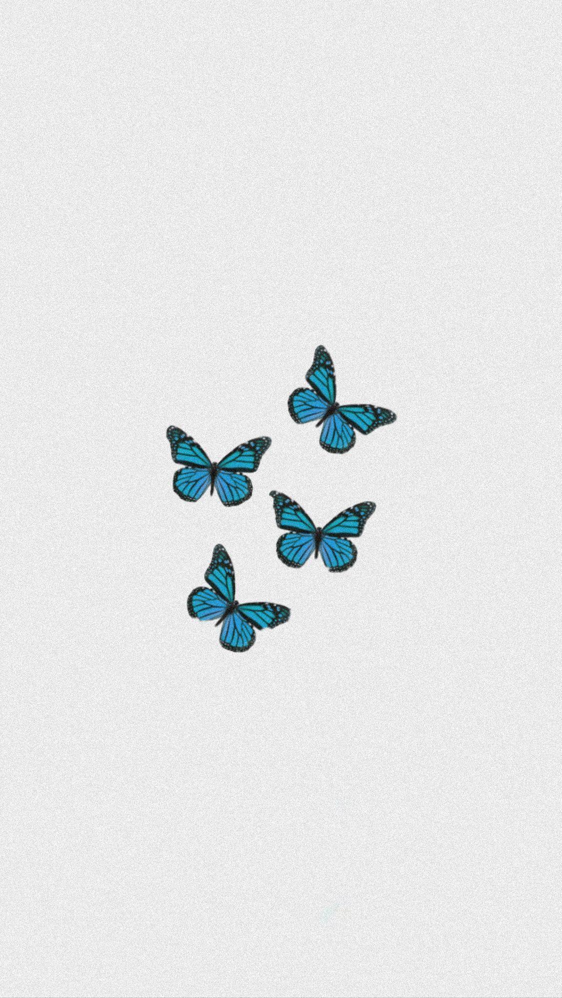 Teal Butterfly Wallpapers Top Free Teal Butterfly Backgrounds
