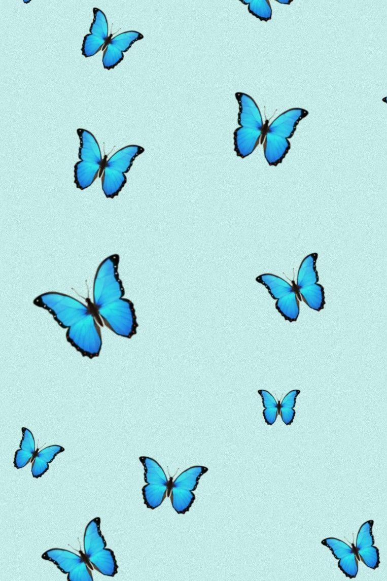 Teal Butterfly Wallpapers - Top Free Teal Butterfly Backgrounds ...