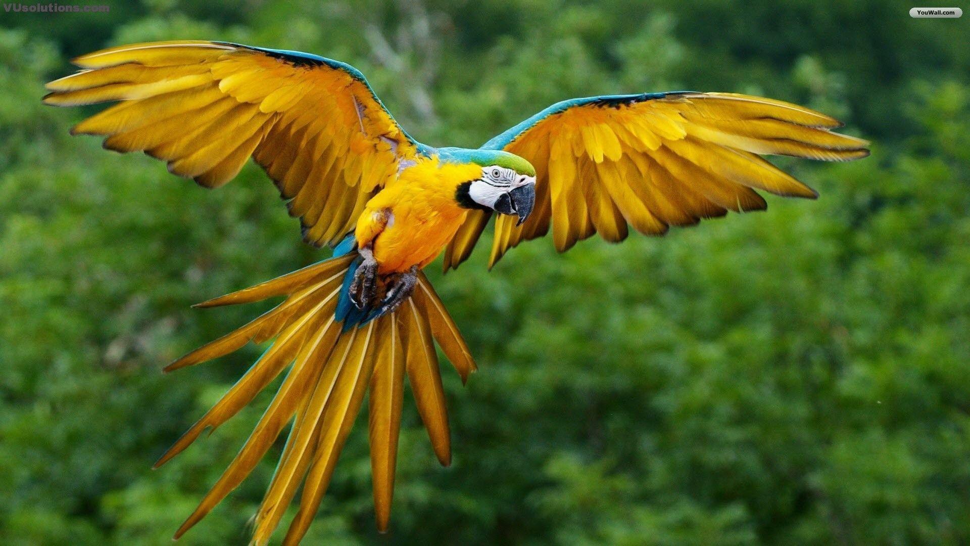 1920x1080 Download Flying Birds HD Free For iPhone Pc Desktop Wallpaper