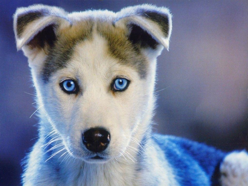 Blue Dog Wallpapers Top Free Blue Dog Backgrounds WallpaperAccess