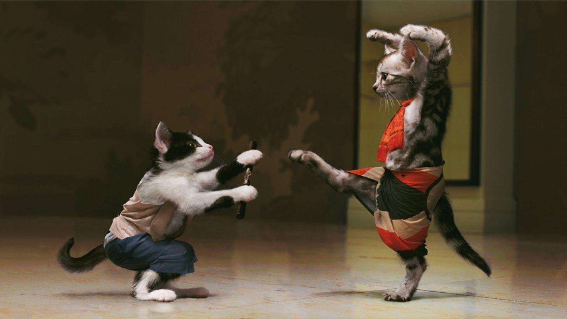 1920x1080 Wallpaper HD Funny