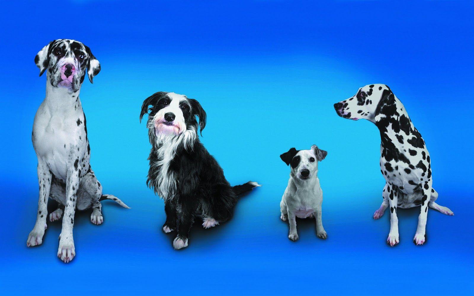 Blue Dog Wallpapers - Top Free Blue Dog Backgrounds - WallpaperAccess