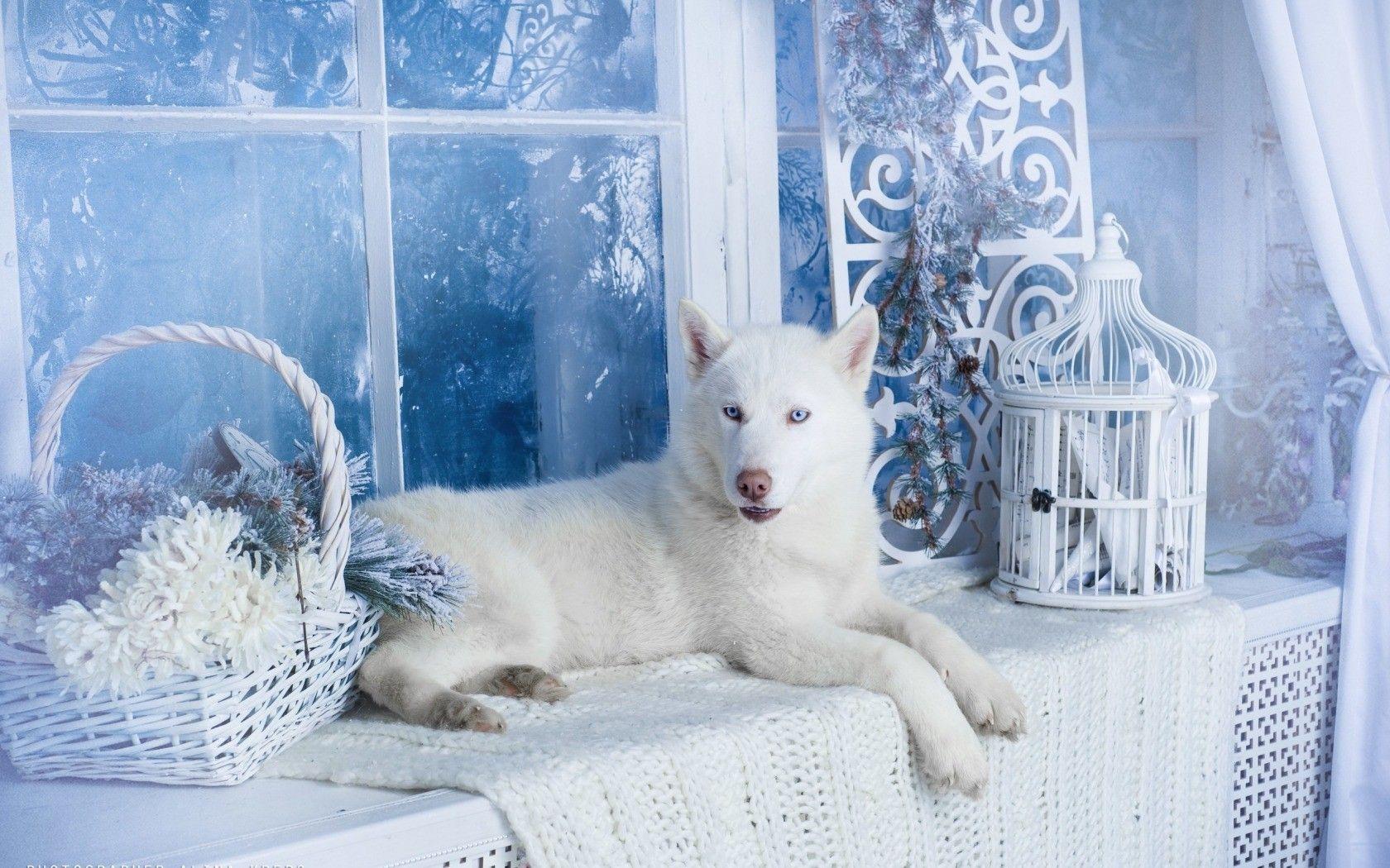 Blue Dog Wallpapers Top Free Blue Dog Backgrounds WallpaperAccess