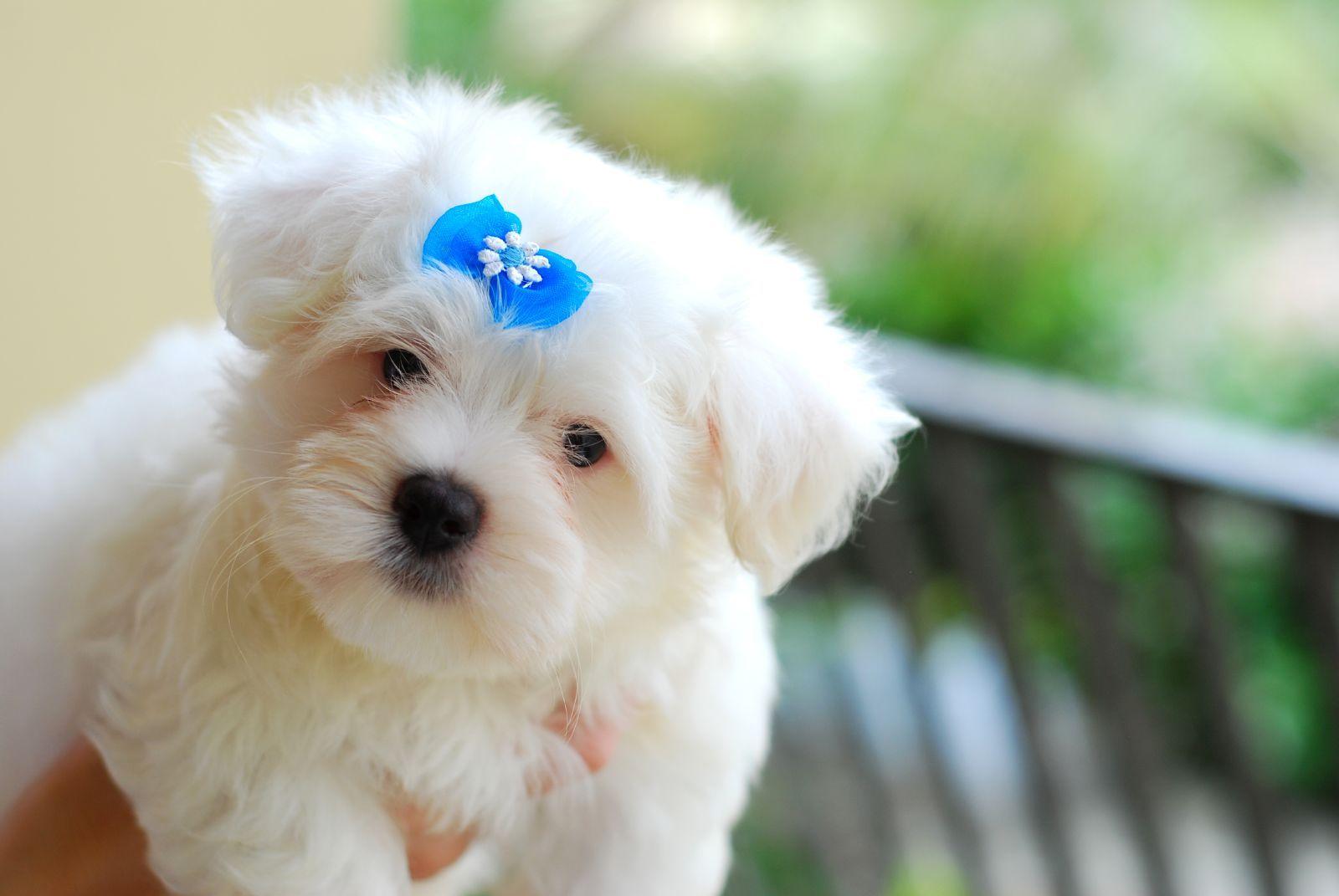 1600x1071 Maltese dog with a blue bow photo and wallpaper. Beautiful Maltese