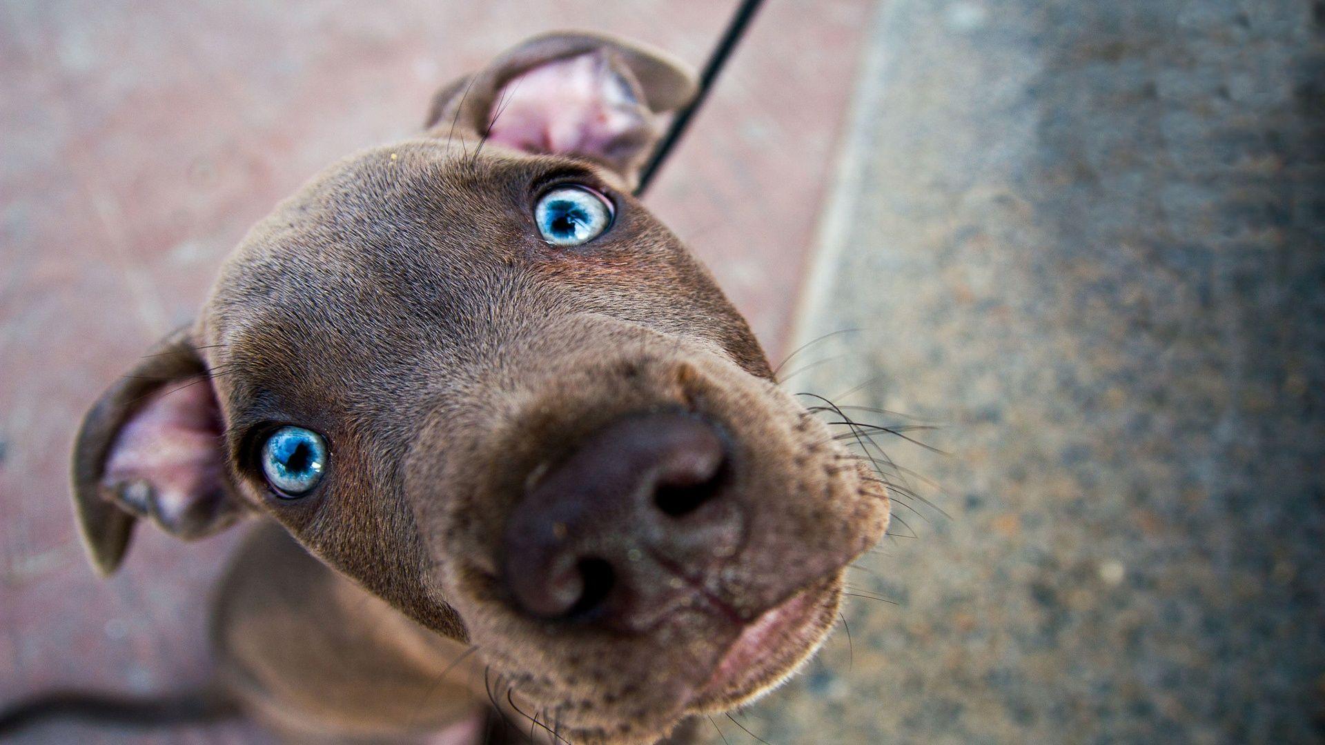 1920x1080 Blue Eyed Weimaraner Dog Photo And Wallpaper. Beautiful Blue Eyed