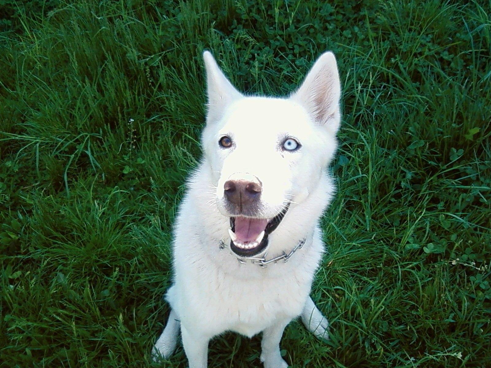 Blue Dog Wallpapers Top Free Blue Dog Backgrounds WallpaperAccess