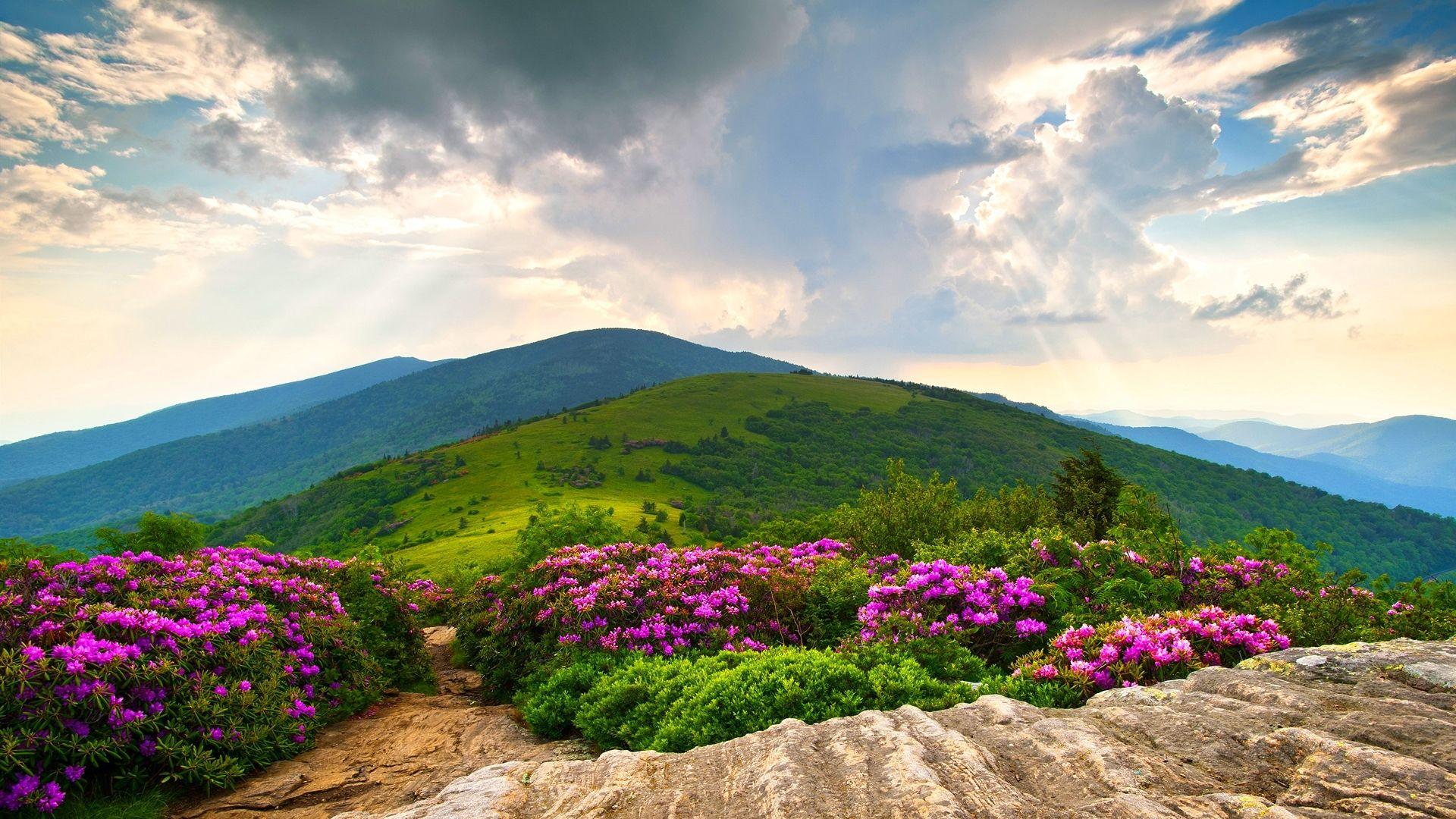 The mountains sing. Тропа Аппалачи. Стоун-Маунтин Аппалачи. Роза Аппалачи. Горы Аппалачи.