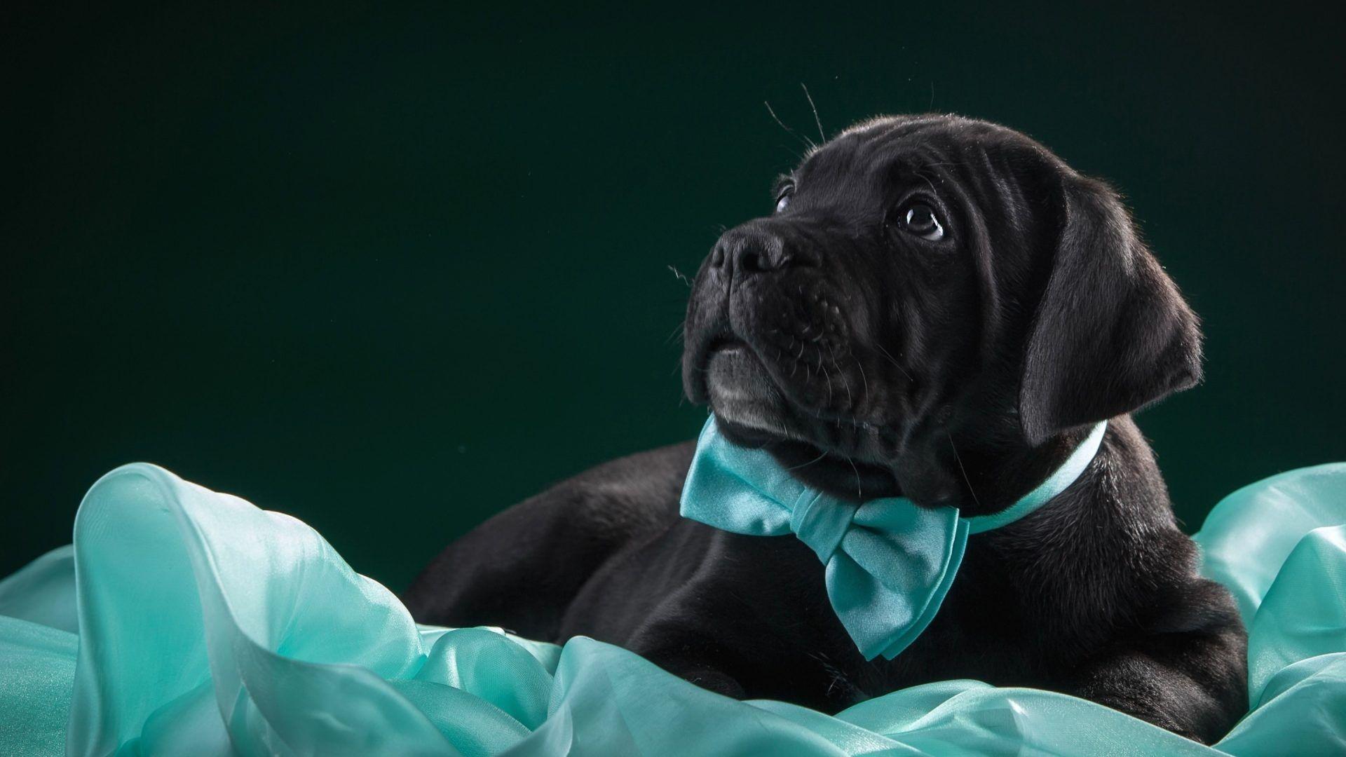 1920x1080 Wallpaper Tagged With Tie: Tie Blue Cane Bow Cute Black Corso Dog
