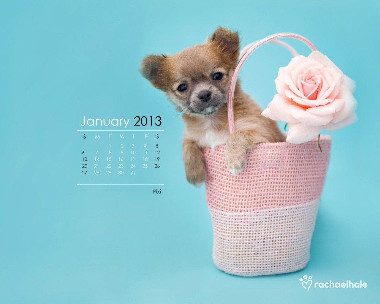1280x1024 Pink Lovely Pretty Beautiful Basket New Cute Flower Rose Sweet Puppy