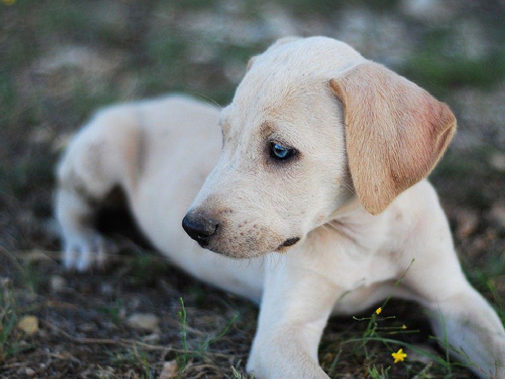 1024x768 Cute Blue Lacy dog photo and wallpaper. Beautiful Cute Blue Lacy dog