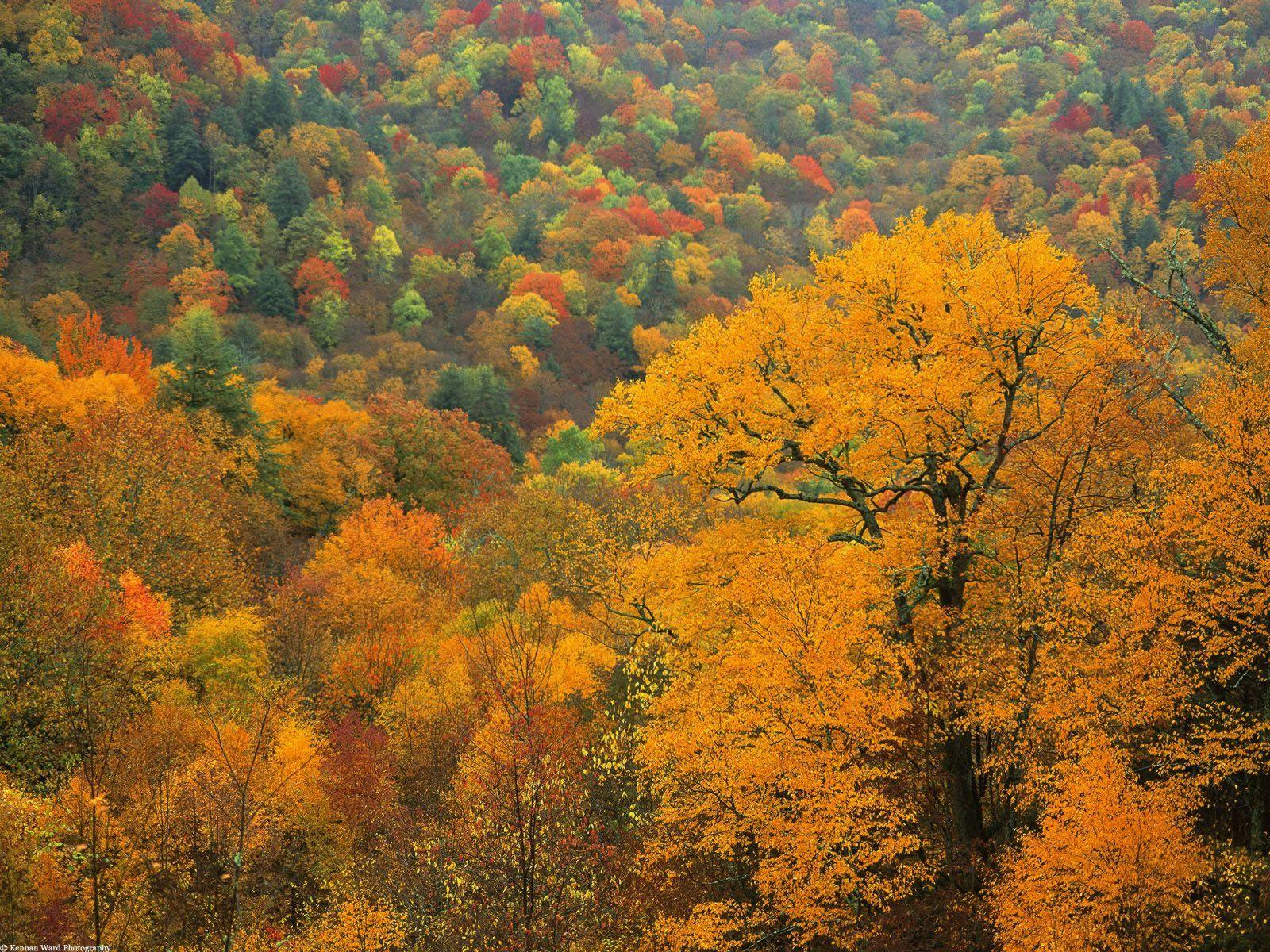 1600x1200 Rolling Fall Landscape Appalachian Mountains North Carolina