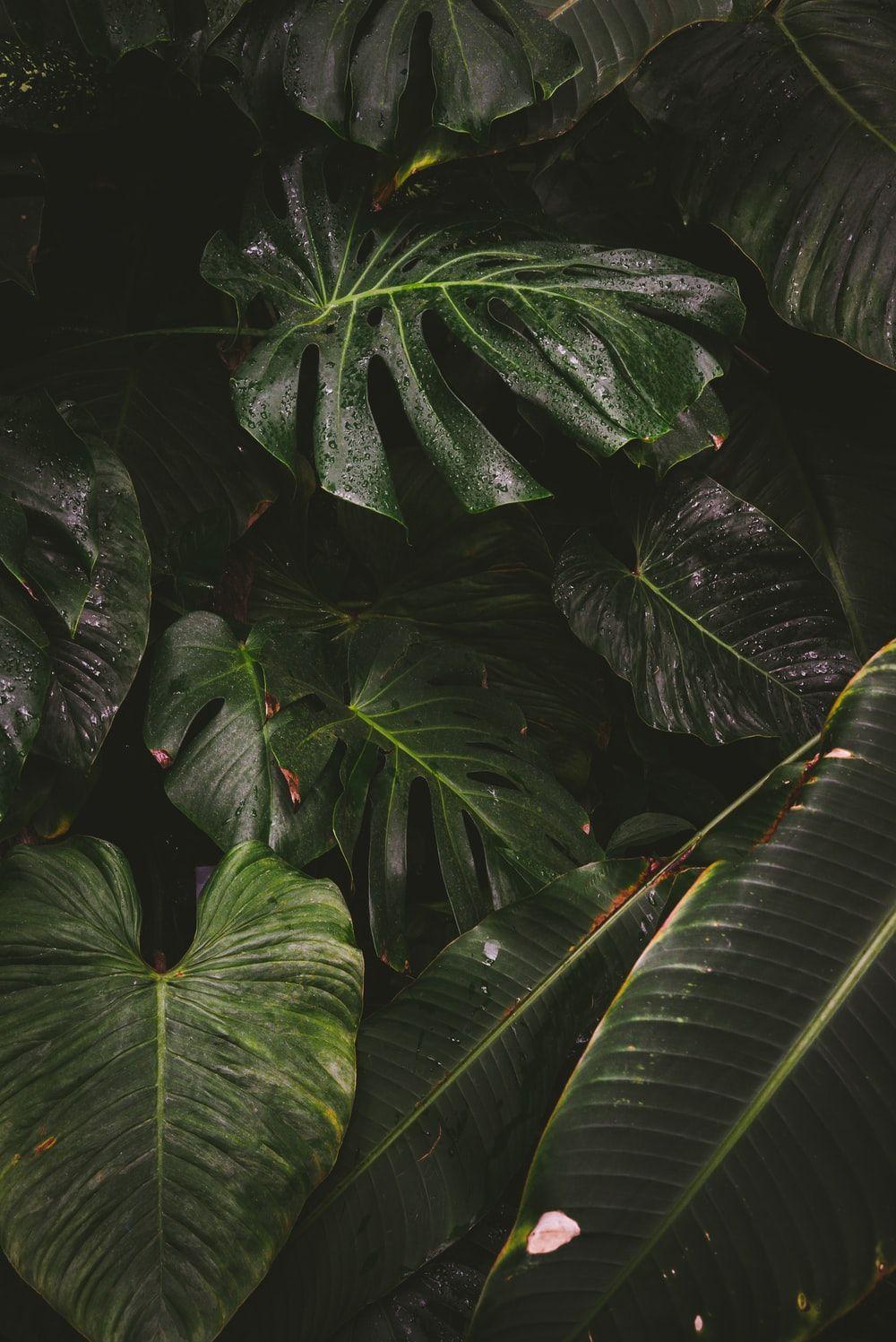 1000x1497 Monstera Leaf Picture [HD]. Download Free Image