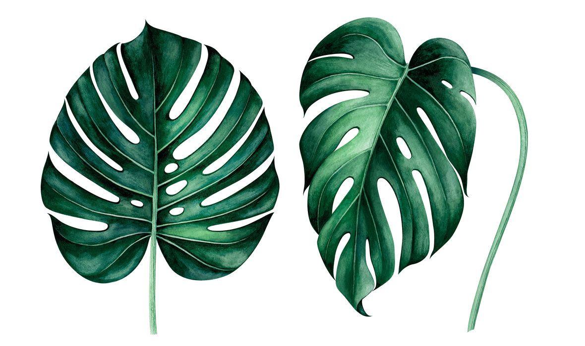 1180x699 Tropical Monstera Leaves