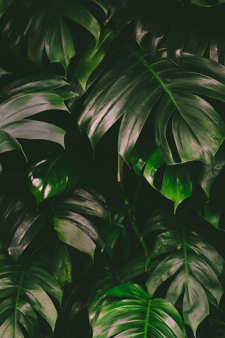 910x1365 Monstera Leaves Jungle Background. Leaf background, Jungle picture, Monstera leaf