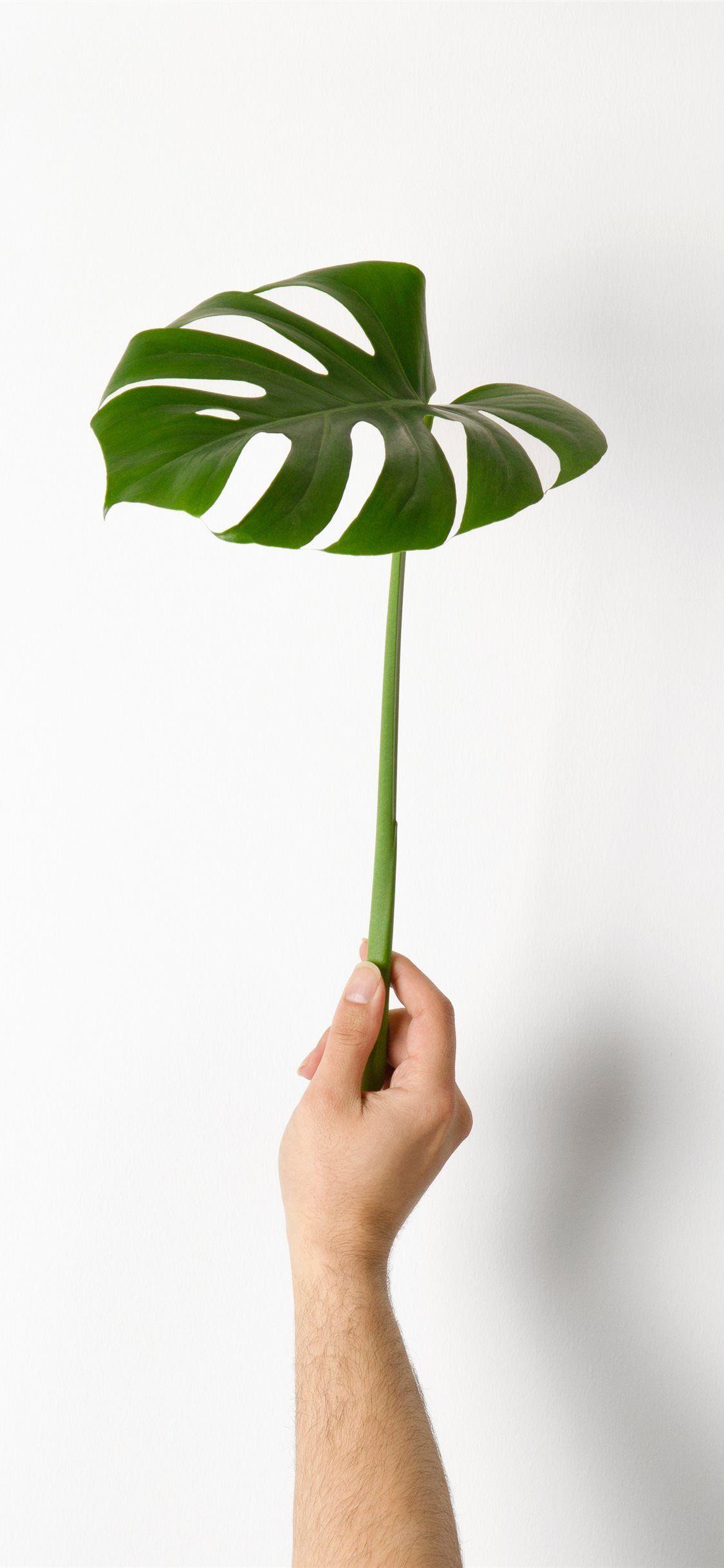 1125x2436 Monstera Leaf iPhone X Wallpaper Free Download