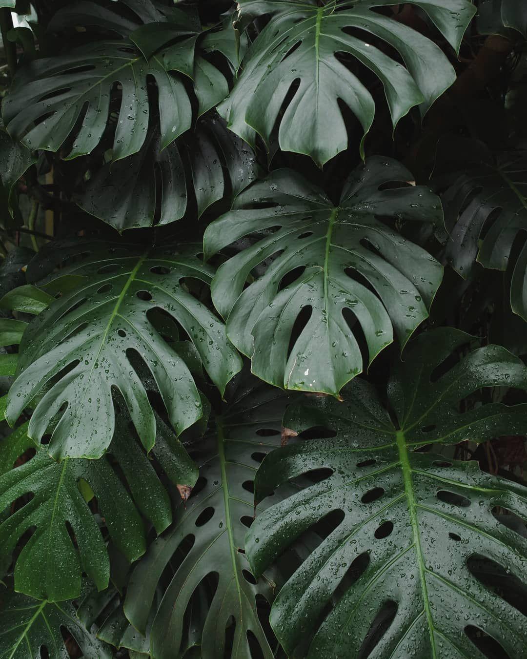 500 Monstera Leaf Pictures HD  Download Free Images on Unsplash