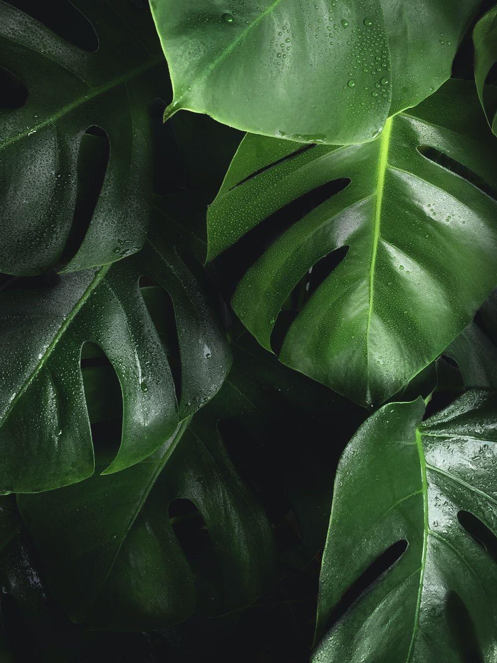1000x1333 Monstera Leaves Picture. Download Free Image