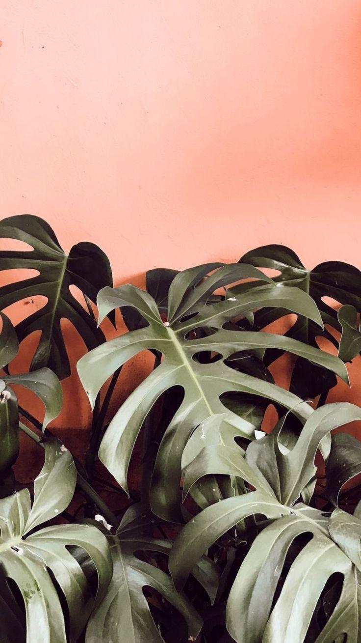736x1309 monstera leaves on pink #monstera. Plant wallpaper, Tropical wallpaper, Aesthetic wallpaper