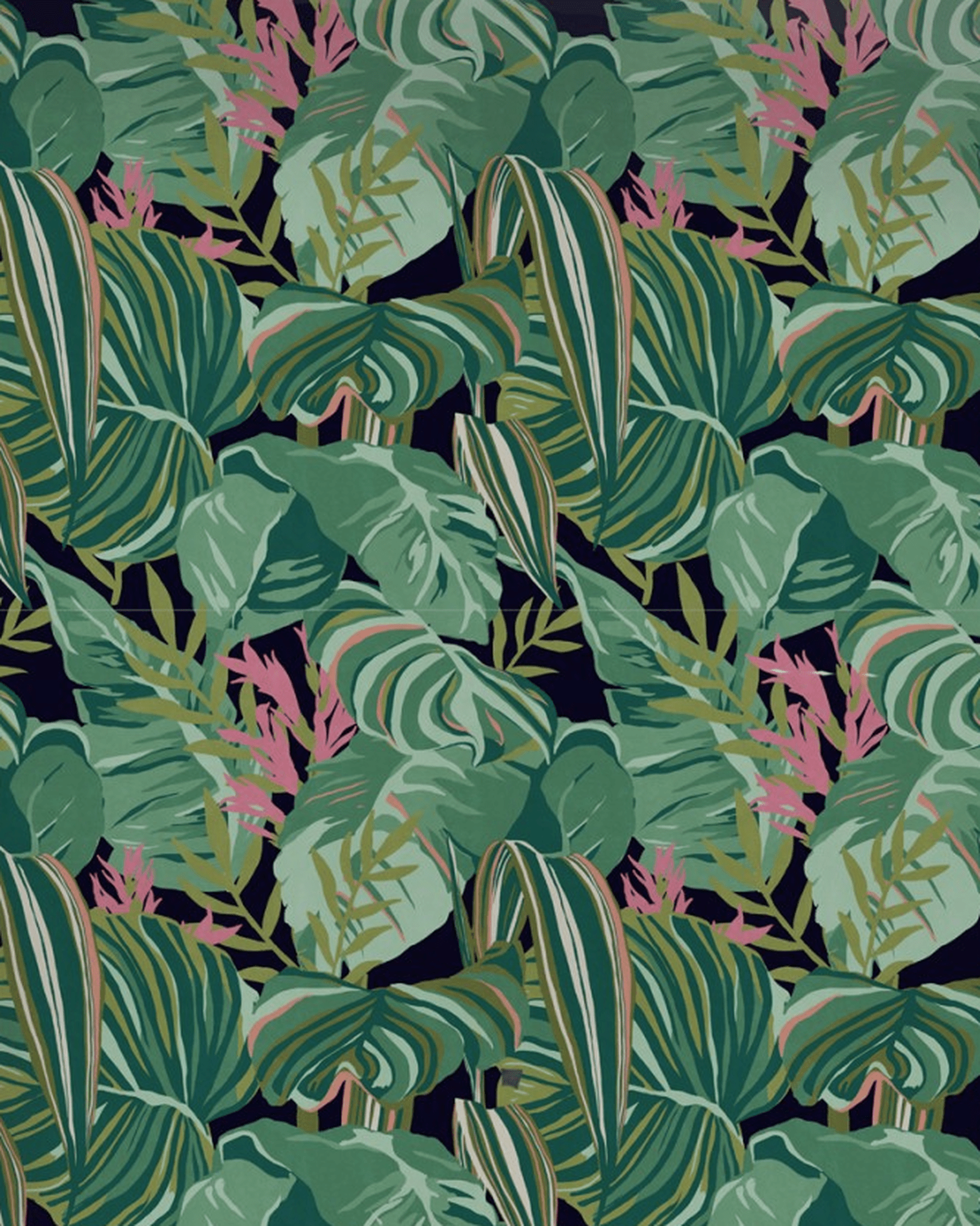 Monstera Leaf Wallpapers - Top Free Monstera Leaf Backgrounds ...