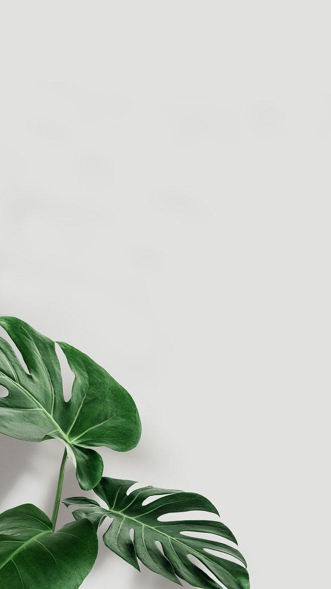 675x1200 Download premium illustration of Green monstera leaves with copy space. iPhone wallpaper plants, Leaves wallpaper iphone, Minimal wallpaper