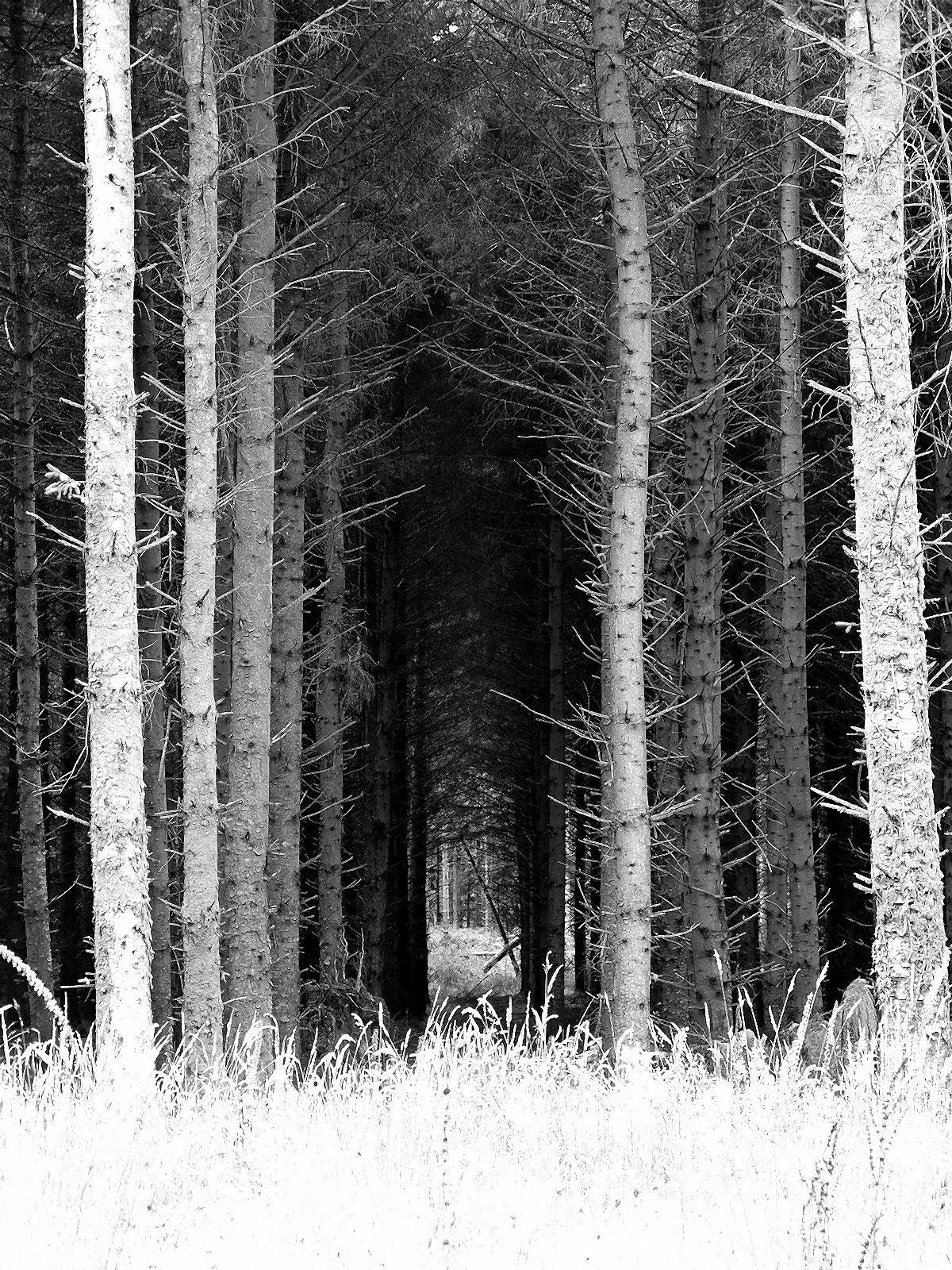 1200x1600 spooky wallpaper photo of forest on Dartmoor England like a scene from horror movie