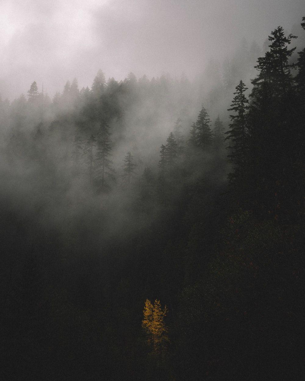 1000x1250 Foggy Picture. Download Free Image