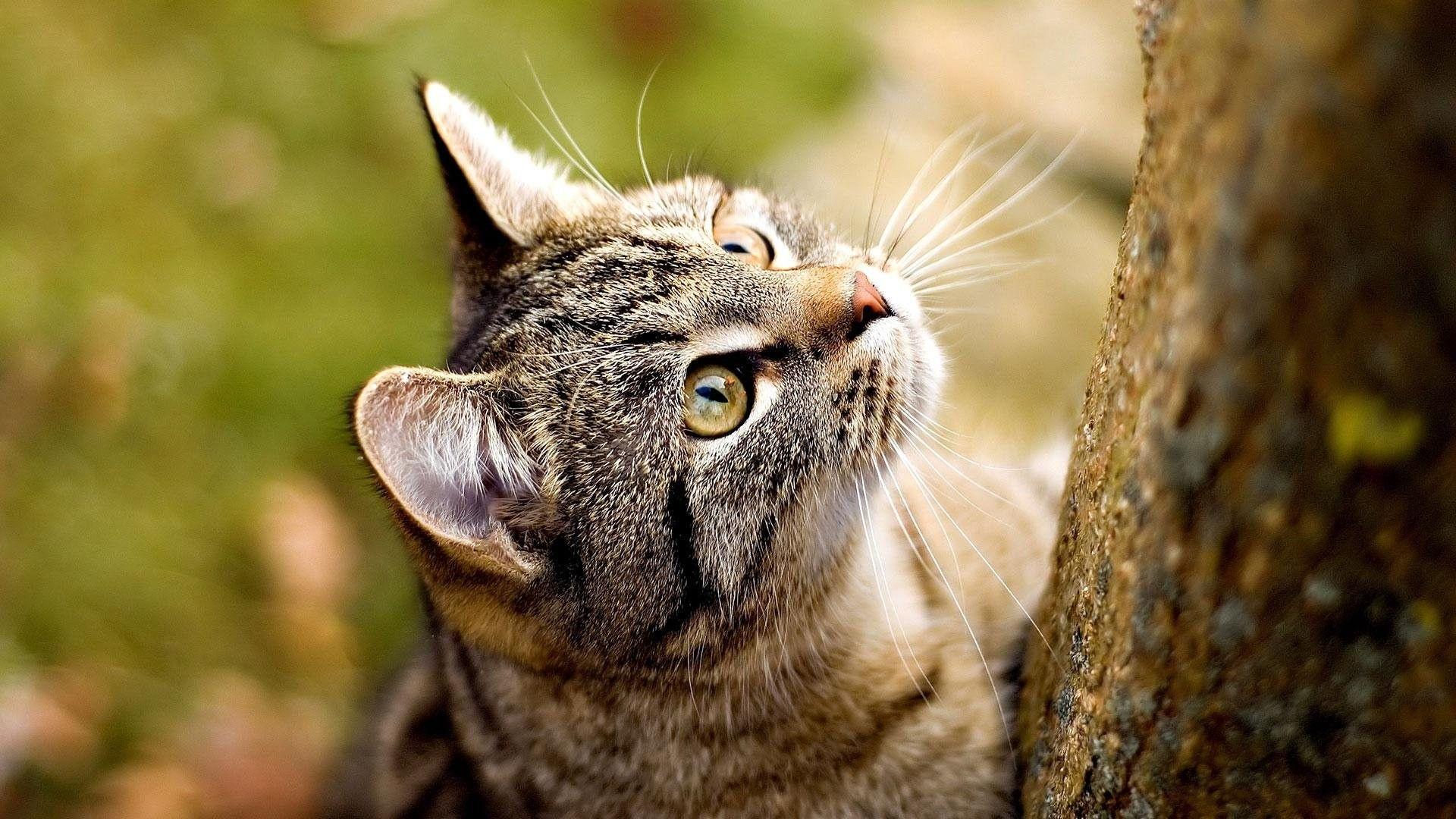 1920x1080 Cats: Animal Cute Kitty Sweet Cat Cats Pet Epic Wallpaper for HD 16