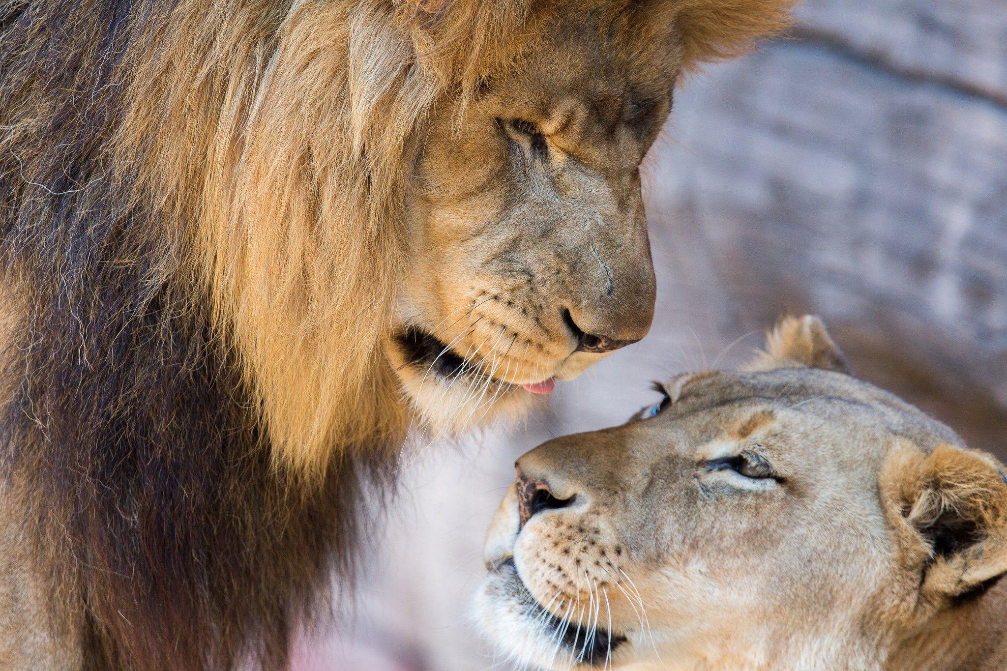 Lion Couple Wallpapers - Top Free Lion Couple Backgrounds - WallpaperAccess