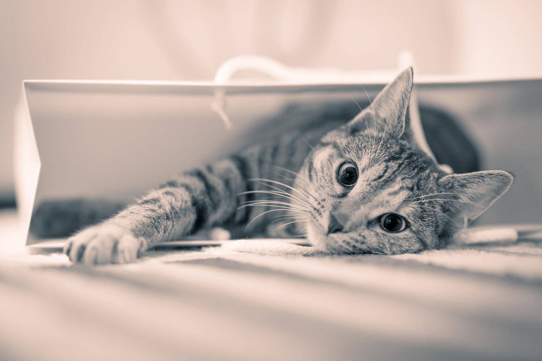 2048x1367 Cats Pussy Bag White Funny Cute Cat Resting Black Shopping Animal