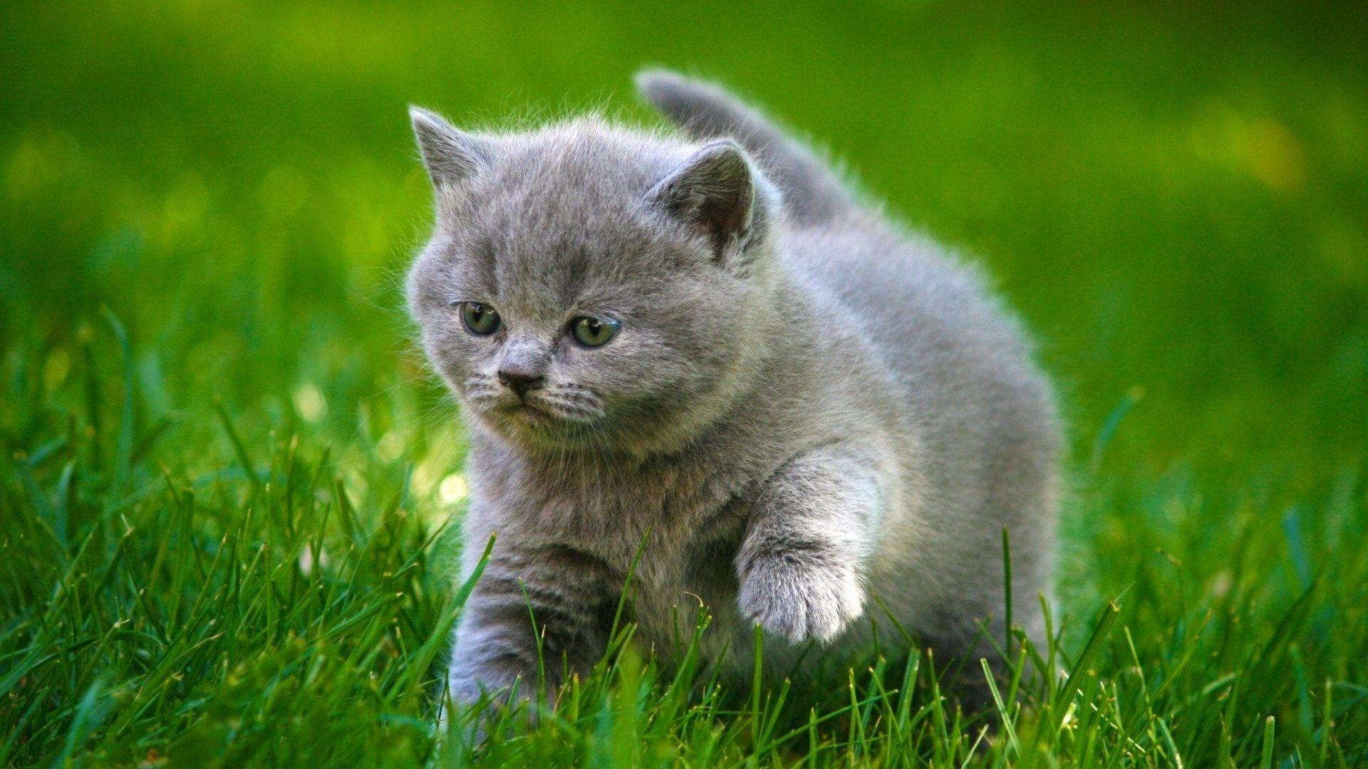 1920x1080 88BB55 Color wallpaper: Cat Tiger Pet On Desktop. Butterfly HD