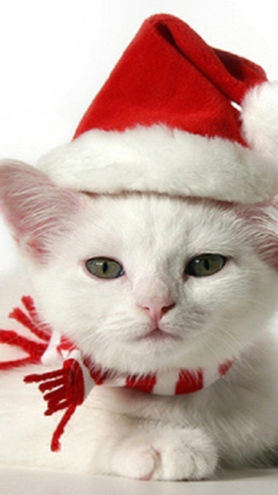 1080x1920 Mèo Con Dễ Thương Với Mũ Giáng Sinh.  Hình nền điện thoại di động