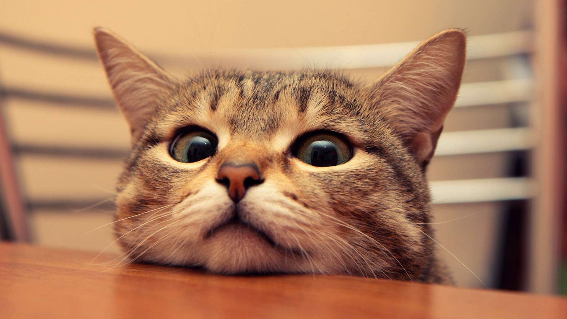 1920x1080 Peeking Cat HD Wallpaper FullHDWpp HD Wallpaper 1920x1080