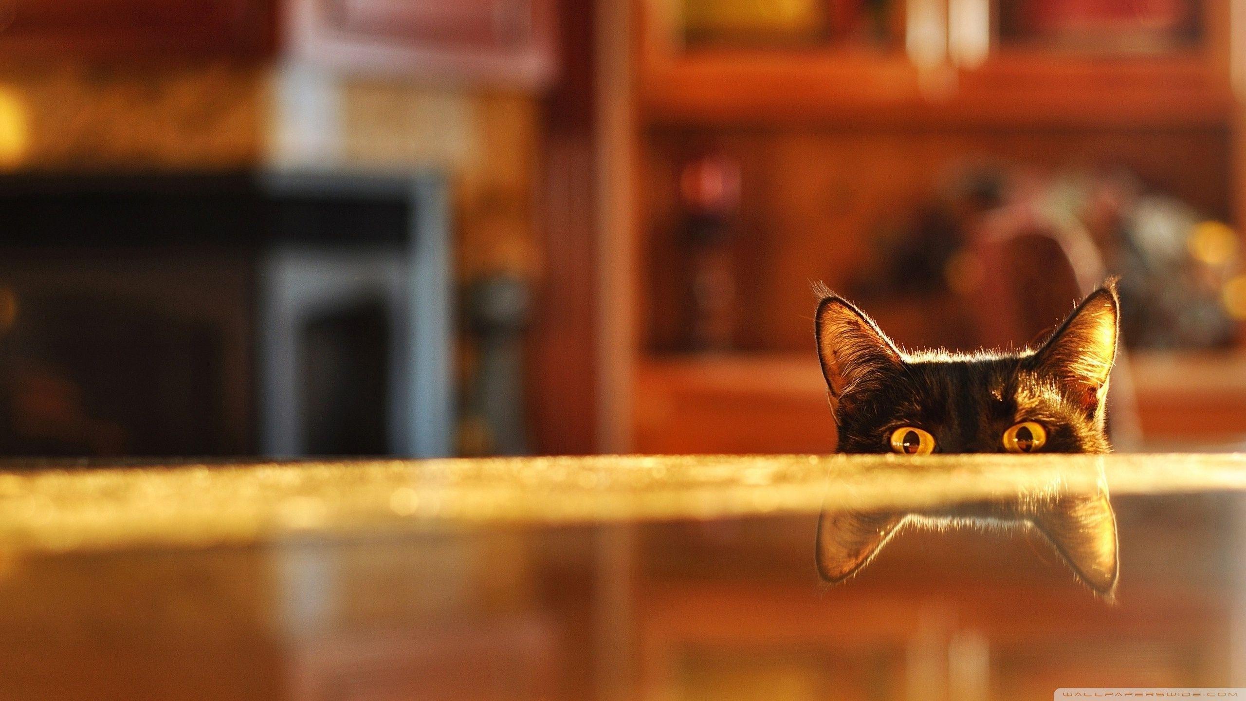 Peeking Cat Wallpapers - Top Free Peeking Cat Backgrounds - WallpaperAccess