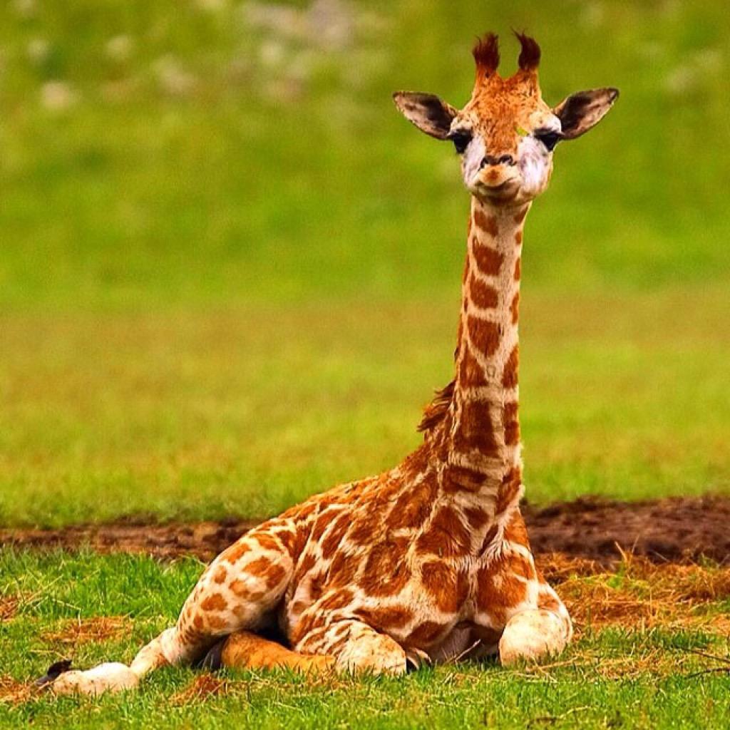 1024x1024 Baby Giraffe