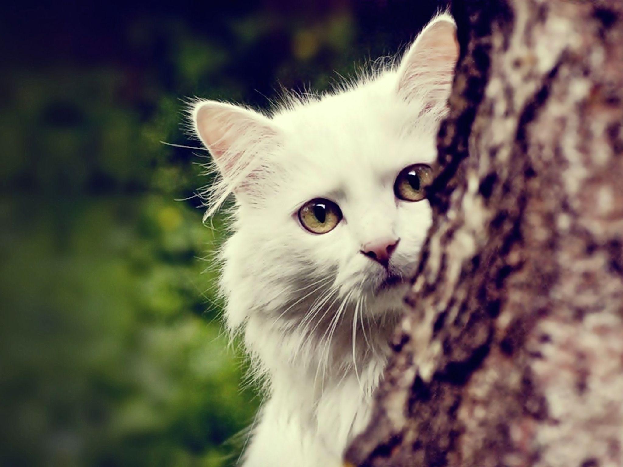 Peeking Cat Wallpapers - Top Free Peeking Cat Backgrounds - WallpaperAccess